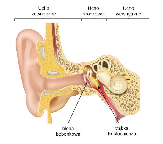 Choroba Meniera przekrój ucha człowieka